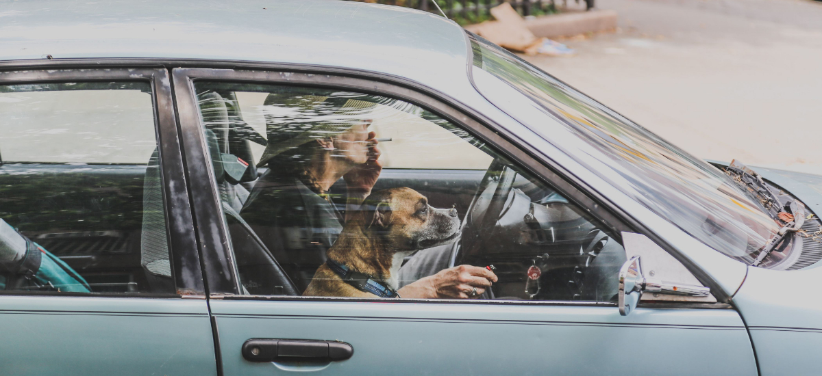 NowCar Autotrader 10 Best Cars Dog Lovers